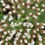 Achillea ligustica Flower