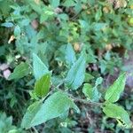 Goodenia ovata Blad