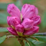 Rhododendron pachytrichum Λουλούδι