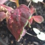 Plectranthus scutellarioidesЛисток