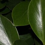 Clusia croatii Leaf