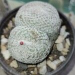 Epithelantha micromeris Лист