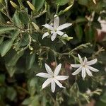 Jasminum fluminense Flower