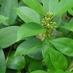 Gymnema sylvestre Folio
