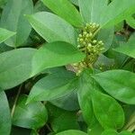 Gymnema sylvestre ᱥᱟᱠᱟᱢ