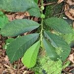 Elatostema fagifolium Leaf