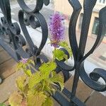 Agastache foeniculumÇiçek