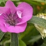 Agrostemma githago Floare