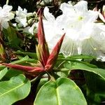 Rhododendron auriculatum Flor