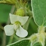 Ophrestia hedysaroides Flower