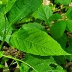 Circaea canadensis Blatt