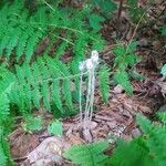 Monotropa uniflora Цвят