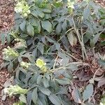 Helleborus argutifolius ശീലം