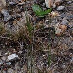 Juncus thomsonii Агульны выгляд