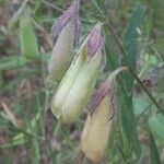 Crotalaria sagittalis Plod