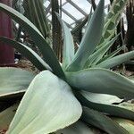 Agave guiengola Hábito