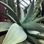 Agave guiengola Habitat