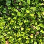 Saxifraga hirsuta Leaf