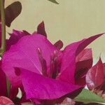 Bougainvillea spectabilis Blodyn