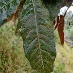 Quercus humboldtii Листок