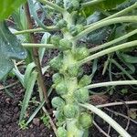 Brassica oleraceaফল