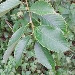 Castanopsis fargesii Лист