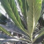Meryta denhamii Hoja