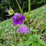 Geranium sylvaticumКвітка