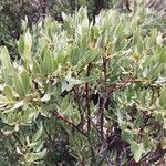 Salix drummondiana