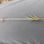 Juncus triglumis Flower