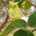 Pterocarpus indicus Frucht