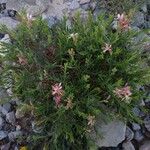 Oenothera suffrutescens Hábitos