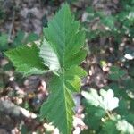 Sorbus latifolia 葉