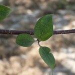 Strophanthus sarmentosus Fulla