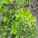 Eugenia punicifolia Лист
