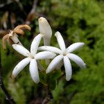 Psychotria gneissica