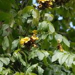 Markhamia tomentosa Blüte