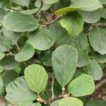 Fothergilla gardenii Folla