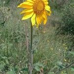 Tithonia tubaeformis Bloem