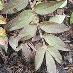 Polemonium reptans Leaf