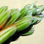 Aloe aristata Blomst