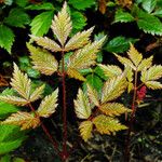 Astilbe japonica Hostoa