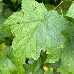 Rubus parviflorus Leaf