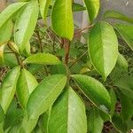 Bischofia javanica Folha