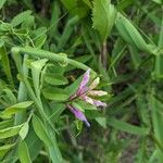 Vicia americana Flower