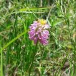 Polygala curtissii Flower