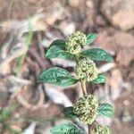 Euphorbia hirta Blad