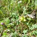 Allium oleraceum Fleur