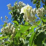 Ipomoea arborescens Kwiat