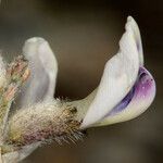 Astragalus layneae ফুল